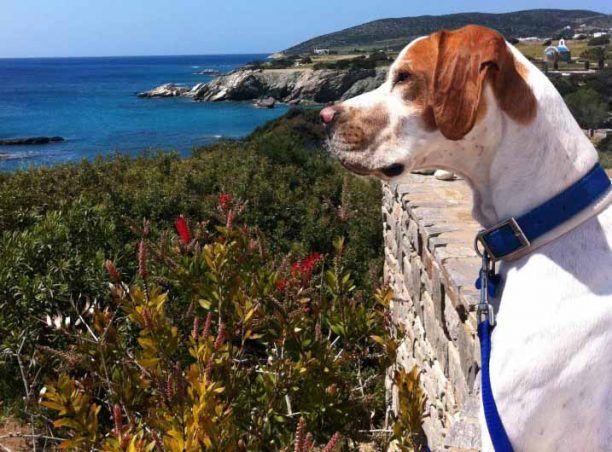 Επέστρεψαν τον σκύλο που βρέθηκε σκελετωμένος στο Δαράτσο Χανίων & υιοθέτησαν πριν από 2 χρόνια